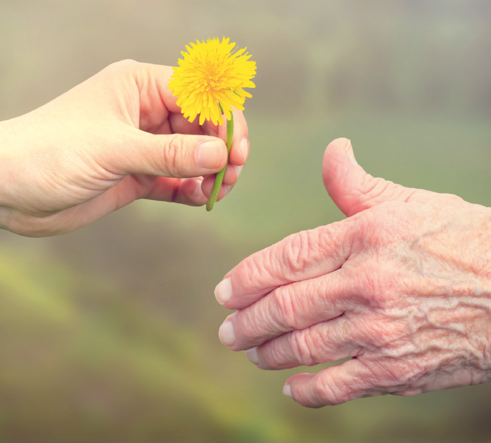 junge Hand überreicht Gänseblümchen an ältere Hand